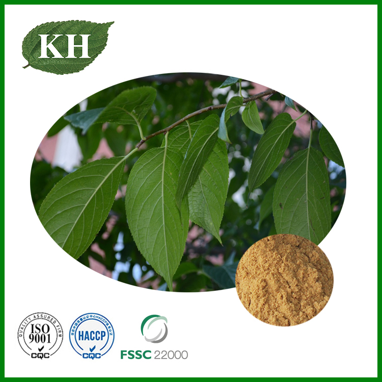 Eucommia Leaf Extract