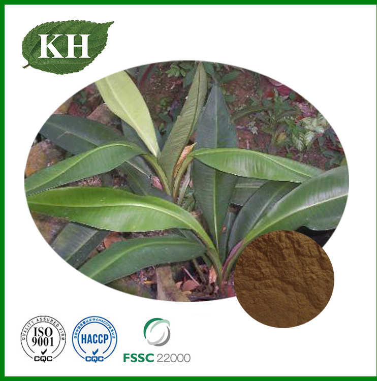 Kacip Fatima Extract