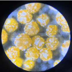 WNPG微囊包埋喷雾造粒塔-永昌制粒