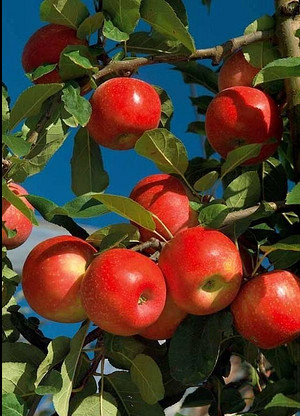 Apple Extract （Malus domestica）