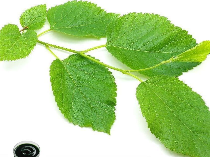 100%叶绿素铜钠粉 食品级E141ii 桑叶来源 天然绿 稳定性高