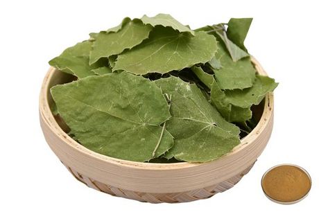 10% 淫羊藿苷粉(HPLC检测) 淫羊藿提取物 厂家供应 资质齐全