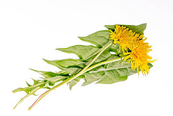 Dandelion Extract