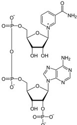 辅酶NADP