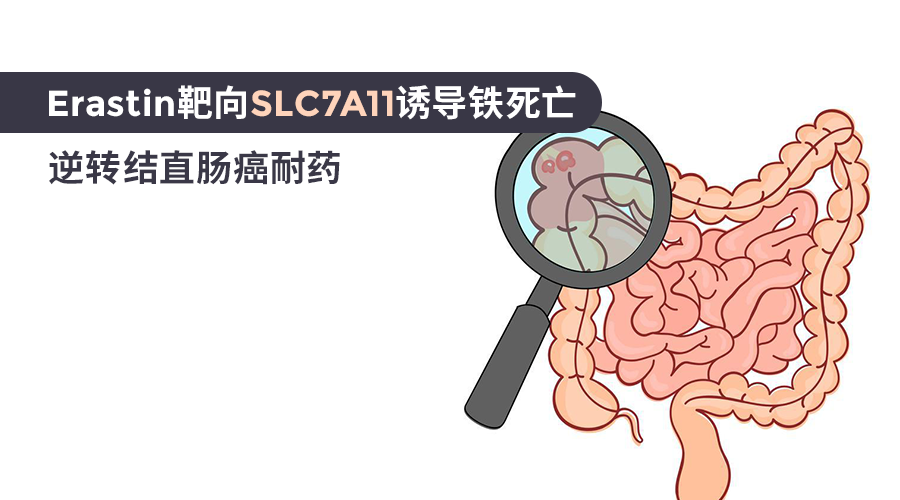 Erastin靶向SLC7A11诱导铁死亡：逆转结直肠癌耐药