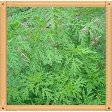 青蒿素