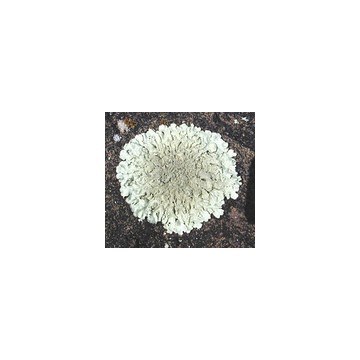 盐酸氮芥