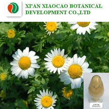 小白菊提取物