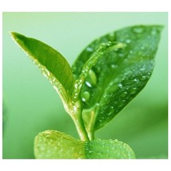 綠茶提取物