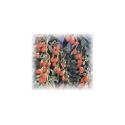 枸杞提取物