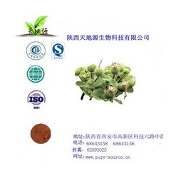陜西供應(yīng)牛蒡子提取物，牛蒡子甙