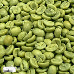 绿咖啡豆提取物，绿咖啡豆绿原酸5% 10% 25% 50% 60%