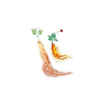 低农残人参提取物
