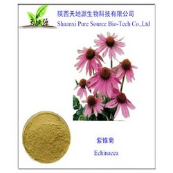 廠家現(xiàn)貨供應(yīng)紫錐菊提取物