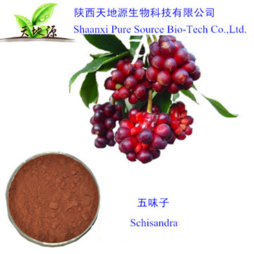 现货供应五味子提取物