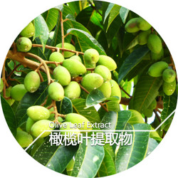 橄榄叶提取物
