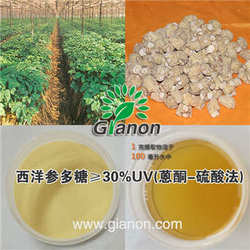 西洋參葉提取物 80%UV  西洋參葉皂甙
