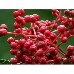 現(xiàn)貨供應(yīng)花椒提取物