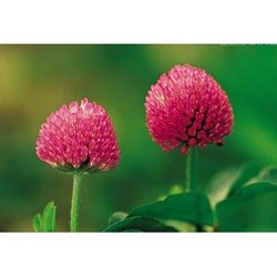 供應(yīng)紅車(chē)軸草提取物