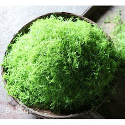 現(xiàn)貨供應絞股藍提取物