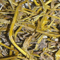现货供应伸筋草提取物