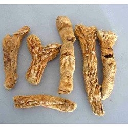 知母提取物