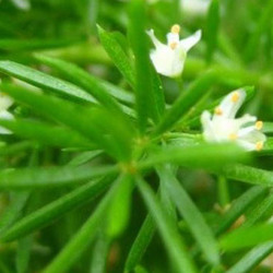 天门冬提取物