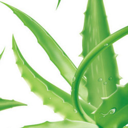 芦荟提取物