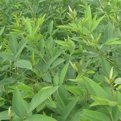 木豆葉提取物