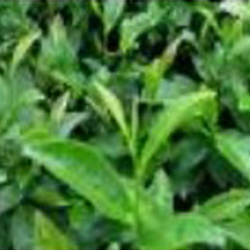 绿茶提取物