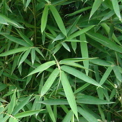 淡竹葉提取物