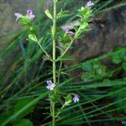 小米草提取物