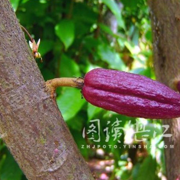 可可提取物