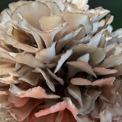 灰樹(shù)花提取物