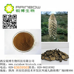 管花肉苁蓉提取物