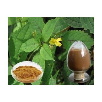 荨麻提取物 Nettle  Extract Powder