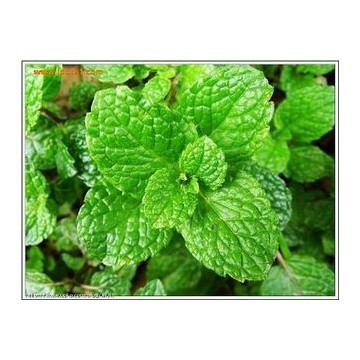薄荷提取物 Mint E.P.