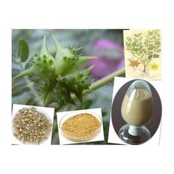 刺蒺藜提取物Tribulus Terrestris Extract Powder