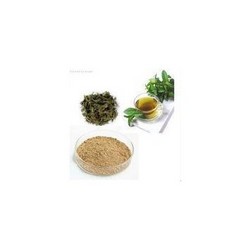 绿茶提取物Green Tea Extract Powder