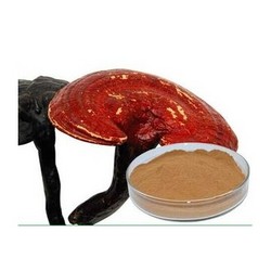 灵芝提取物Reishi Mushroom Extract Powder 