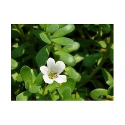 假马齿苋提取物Bacopa Monniera Extract Powder