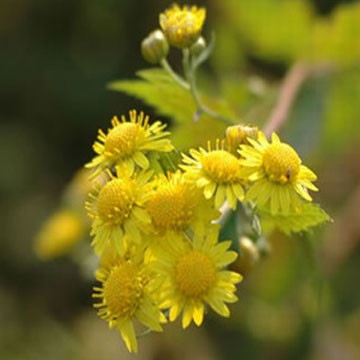 野菊花提取物