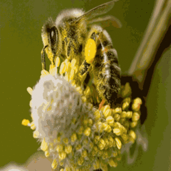 蜂花粉粉末