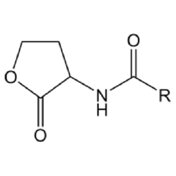 N-Acyl  homoserine lactone