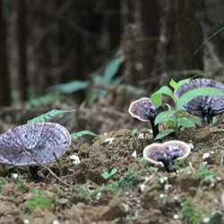 厂家现货供应灵芝多糖30%提取物