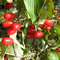 廠家現(xiàn)貨供應(yīng)山茱萸提取物