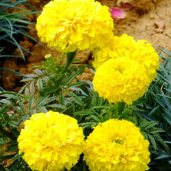 大量現(xiàn)貨供應(yīng)萬壽菊提取物