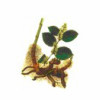 虎杖提取物白藜蘆醇