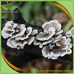 云芝提取物