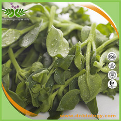 穿心蓮內(nèi)酯